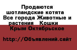 Продаются шотландские котята - Все города Животные и растения » Кошки   . Крым,Октябрьское